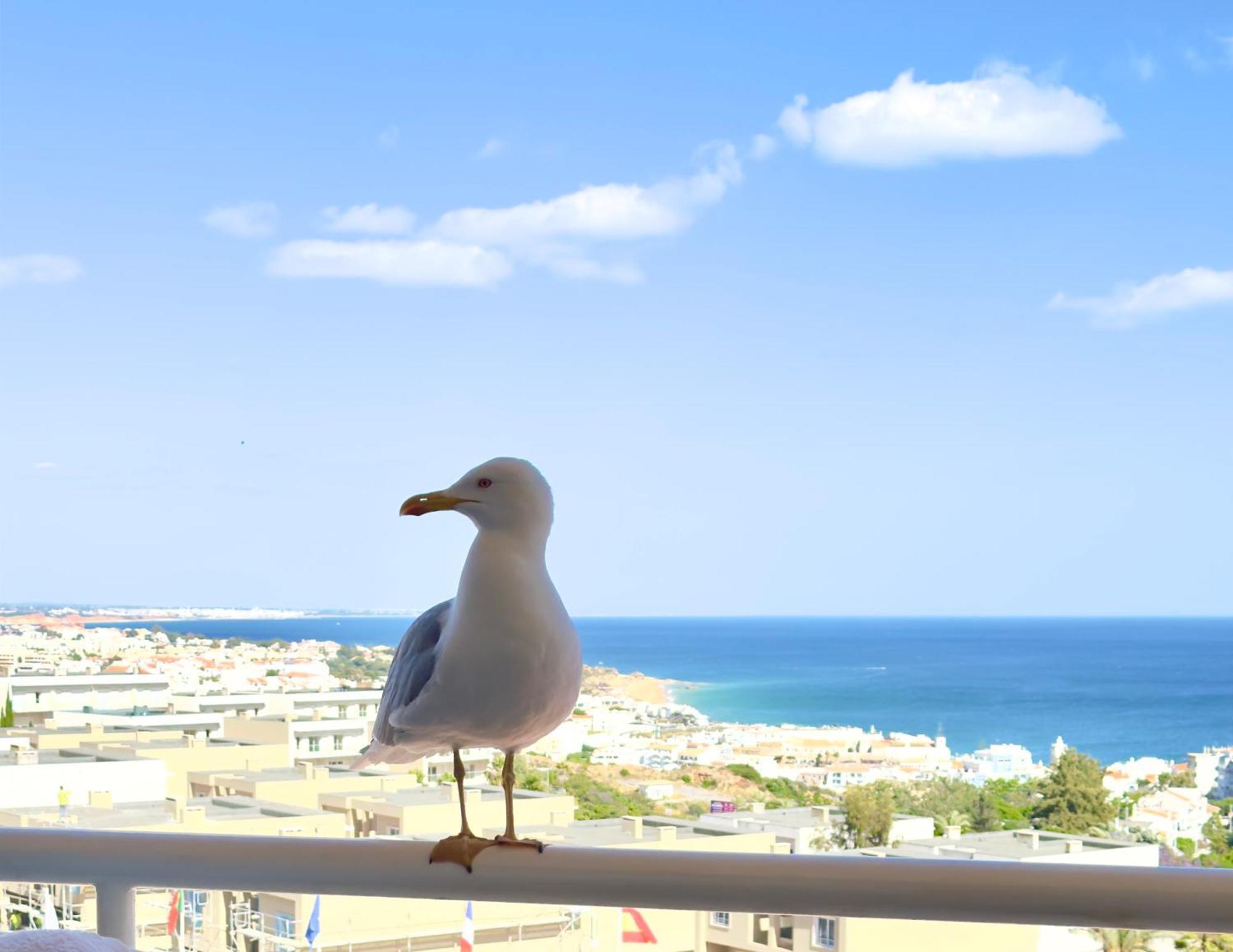 Apartment Les 3 Dauphins In Albufeira Exteriör bild